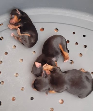 Gemelli 11 aprile 2022